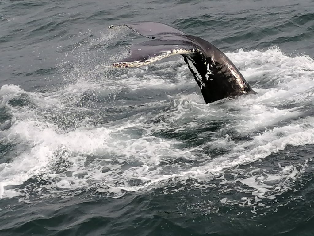 שיט לוויתנים