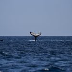 לווייתנים