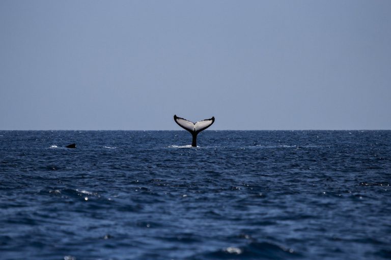 לווייתנים