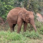 פילים בתאילנד