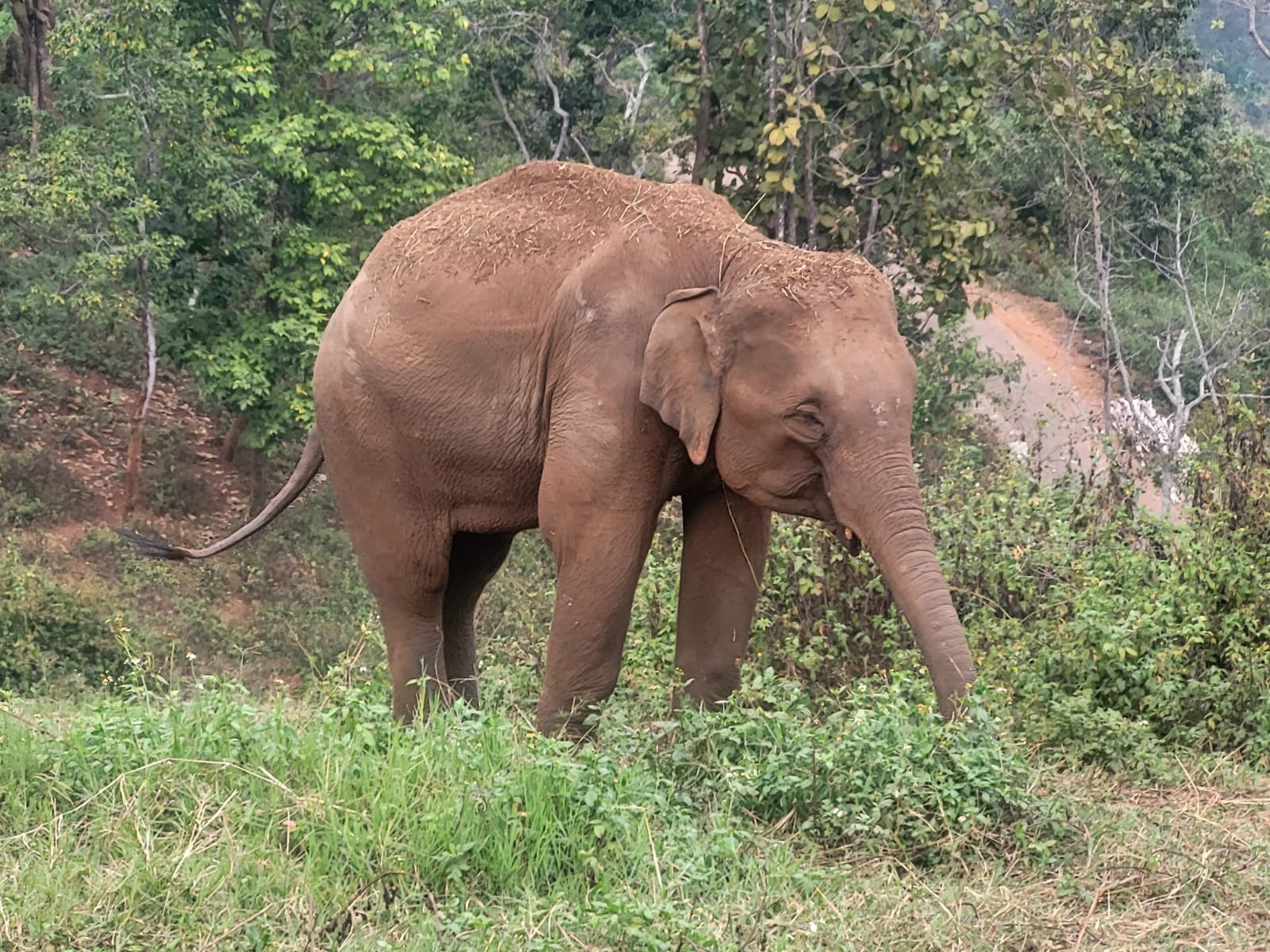 פילים בתאילנד